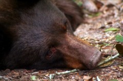 black-bear-hibernation.jpg