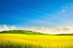 art-printemps-paysage-rural-champ-de-viol-et-horizon-ciel-bleu-un-printanier-217805823.jpg